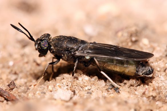 Hermetia